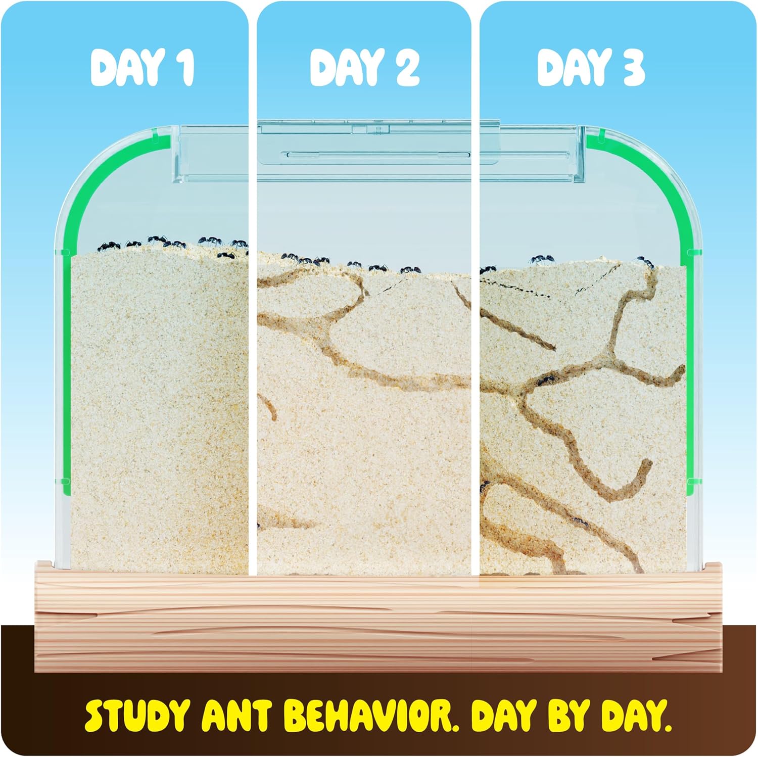 Dan & Darci Educational and Fun Ant Farm Kit